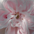 Rose - Rosiers centifolia (Provence) - Fantin-Latour